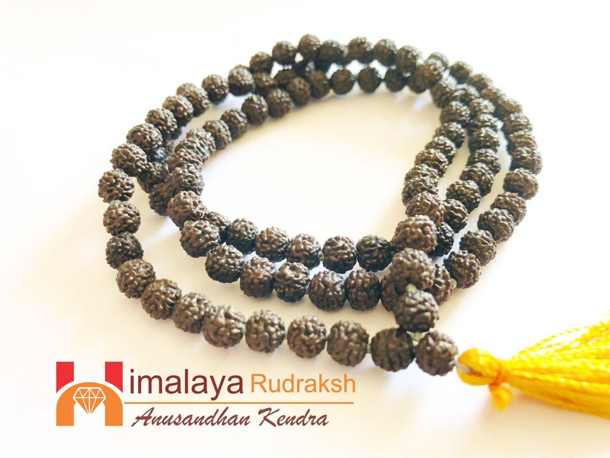 Divy Mukhi Black Rudraksha Mala Himalaya Rudraksha Anusandhan