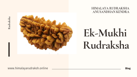 Blog on ek mukhi/face rudraksha - himalaya rudraksha anusandhan kendra