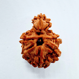 3 Mukhi Sawaar Rudraksha - Himalaya Rudraksha Anusandhan Kendra