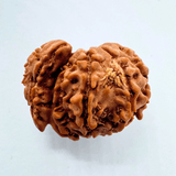 3 Mukhi Sawaar Rudraksha - Himalaya Rudraksha Anusandhan Kendra