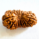 17 mukhi rudraksha