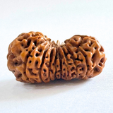 natural 17 face rudraksha
