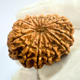 Antique 14 Mukhi Rudraksha (Nepal Origin - 31.92 MM | 5.67 Gms)
