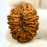 Antique 14 Mukhi Rudraksha (Nepal Origin - 31.92 MM | 5.67 Gms)