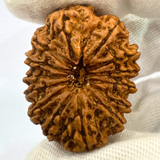 Antique 14 Mukhi Rudraksha (Nepal Origin - 31.92 MM | 5.67 Gms)
