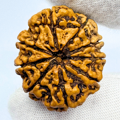 Antique 9 Mukhi Rudraksha (Nepal Origin- 30.65 MM | 6.09 Gms)