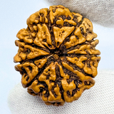 Antique 9 Mukhi Rudraksha (Nepal Origin- 30.65 MM | 6.09 Gms)
