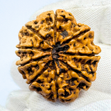 Antique 9 Mukhi Rudraksha (Nepal Origin- 30.65 MM | 6.09 Gms)