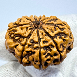 Antique 9 Mukhi Rudraksha (Nepal Origin- 30.65 MM | 6.09 Gms)