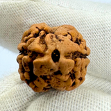 Antique 2 Mukhi Rudraksha (Nepal Origin- 23.74 x 16.07 MM | 2.13 Gms)