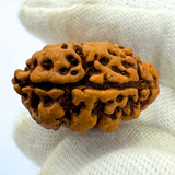 Antique 2 Mukhi Rudraksha (Nepal Origin- 23.74 x 16.07 MM | 2.13 Gms)