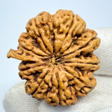 Antique 9 Mukhi Ganesh Rudraksha (Nepal Origin- 30.38 MM | 5.16 Gms)