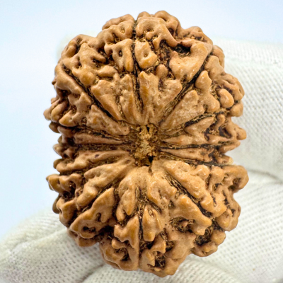 Antique 12 Mukhi Rudraksha (Nepal Origin- 33.90 MM | 6.08 Gms)