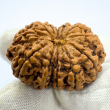 Antique 12 Mukhi Rudraksha (Nepal Origin- 33.90 MM | 6.08 Gms)