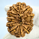 Antique 12 Mukhi Rudraksha (Nepal Origin- 33.90 MM | 6.08 Gms)
