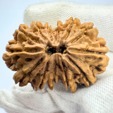 Antique 13 Mukhi Rudraksha (Nepal Origin - 35.14 MM | 6.89 Gms)