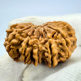 Antique 13 Mukhi Rudraksha (Nepal Origin - 35.14 MM | 6.89 Gms)
