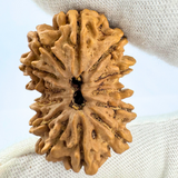 Antique 13 Mukhi Rudraksha (Nepal Origin - 35.14 MM | 6.89 Gms)