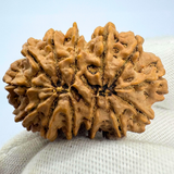 Antique 13 Mukhi Rudraksha (Nepal Origin - 35.14 MM | 6.89 Gms)