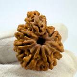 Antique 9 Mukhi Ganesh Rudraksha (Nepal Origin- 30.08 MM | 4.62 Gms)