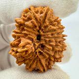 Antique 13 Mukhi Ganesh Rudraksha (Nepal Origin- 31.14 MM | 6.30 Gms)