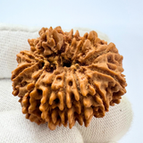 Antique 13 Mukhi Ganesh Rudraksha (Nepal Origin- 31.14 MM | 6.30 Gms)