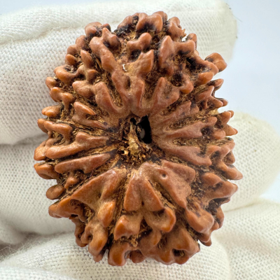 Antique 12 Mukhi Rudraksha (Nepal Origin- 32.42 MM | 6.66 Gms)