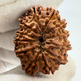 Antique 12 Mukhi Rudraksha (Nepal Origin- 32.42 MM | 6.66 Gms)