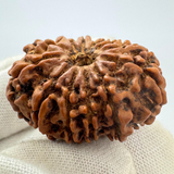 Antique 12 Mukhi Rudraksha (Nepal Origin- 32.42 MM | 6.66 Gms)