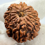 Antique 12 Mukhi Rudraksha (Nepal Origin- 32.42 MM | 6.66 Gms)