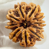 Antique 10 Mukhi Rudraksha (Nepal Origin- 31.60 MM | 6.70 Gms )