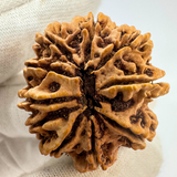 Antique 10 Mukhi Rudraksha (Nepal Origin- 31.60 MM | 6.70 Gms )