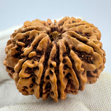 Antique 10 Mukhi Rudraksha (Nepal Origin- 31.60 MM | 6.70 Gms )