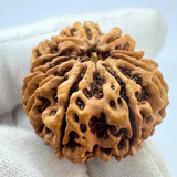 Antique 10 Mukhi Rudraksha (Nepal Origin- 31.60 MM | 6.70 Gms )