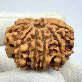 Antique 10 Mukhi Rudraksha (Nepal Origin- 31.07 MM | 6.84 Gms )