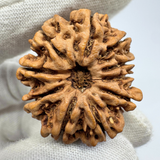 Antique 10 Mukhi Rudraksha (Nepal Origin- 31.07 MM | 6.84 Gms )