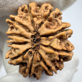 Antique 10 Mukhi Rudraksha (Nepal Origin- 31.07 MM | 6.84 Gms )