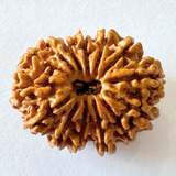 14 mukhi rudraksha
