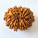 nepali 14 mukhi rudraksha
