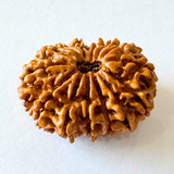 14 mukhi nepali rudraksha
