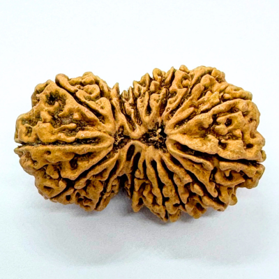 Antique 17 Mukhi Gaurishankar Rudraksha (Nepal Origin- 40.01 MM)