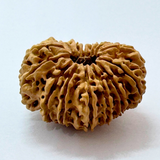 16 Mukhi Rudraksha (Nepal Origin- 30.20 MM)
