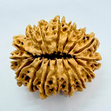 16 Mukhi Rudraksha (Nepal Origin- 30.20 MM)