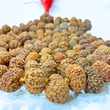 13 Mukhi Rudraksha Mala (Indonesian Origin- 108+1 beads)