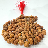 13 Mukhi Rudraksha Mala (Indonesian Origin- 108+1 beads)
