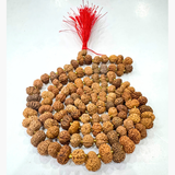13 Mukhi Rudraksha Mala (Indonesian Origin- 108+1 beads)