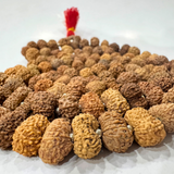 14 Mukhi Rudraksha Mala (Indonesian Origin- 108+1 beads)