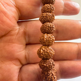 Ganesh Mukhi Rudraksha Bracelet