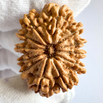 Antique 12 Mukhi Rudraksha (Nepal Origin- 33.73 MM | 7.56 Gms)