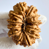 Antique 12 Mukhi Rudraksha (Nepal Origin- 33.73 MM | 7.56 Gms)